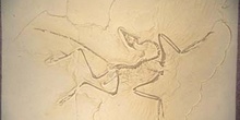Archaeopteryx litographica (Reptil) Jurásico