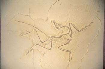 Archaeopteryx litographica (Reptil) Jurásico