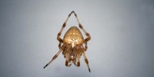 Araña (Araneus quadratus)