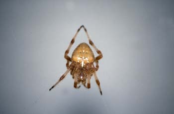 Araña (Araneus quadratus)