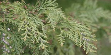 árbol de la vida chino (Thuja orientalis)