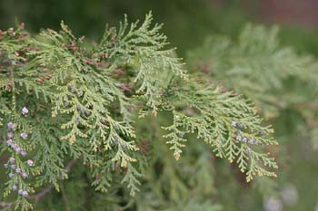 árbol de la vida chino (Thuja orientalis)