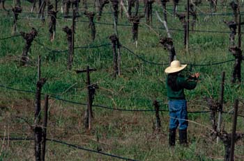 Viñedos del valle de Santo Tomás, México