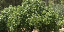 Higuera - Porte (Ficus carica)