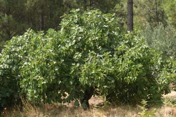 Higuera - Porte (Ficus carica)