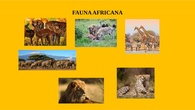 TAREA 5 "FAUNA AFRICANA"