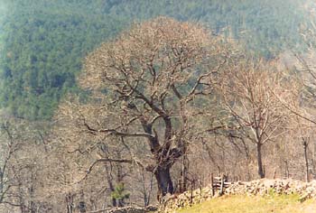 Castaño - Porte (Castanea sativa)