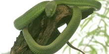 Mamba verde (Dendroaspis viridis)