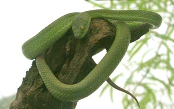 Mamba verde (Dendroaspis viridis)