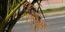 Palmera canaria - Racimos Viejos (Phoenix canariensis)