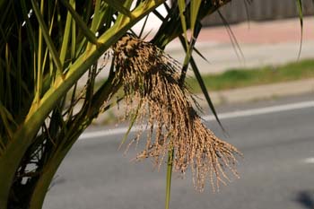 Palmera canaria - Racimos Viejos (Phoenix canariensis)