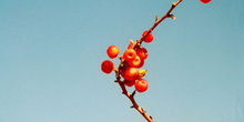 Frutos de ardisia