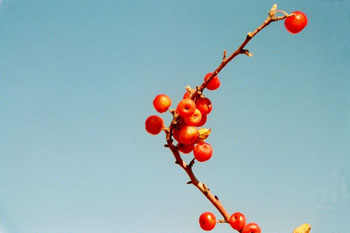 Frutos de ardisia