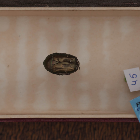 IES_CARDENALCISNEROS_Insectos_005