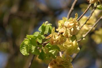Olmo común - Frutos (Ulmus minor)