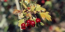 Espino majuelo - Fruto (Crataegus monogyna)