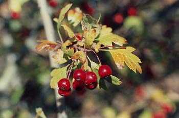 Espino majuelo - Fruto (Crataegus monogyna)