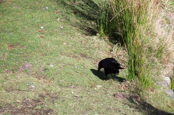 Cuervo, Parque Beacon Hill, Victoria