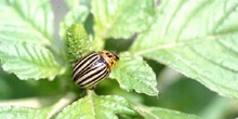Escarabajo de la patata (Leptinotarsa decemlineata)
