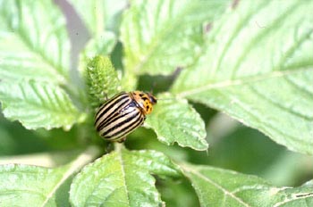 Escarabajo de la patata (Leptinotarsa decemlineata)