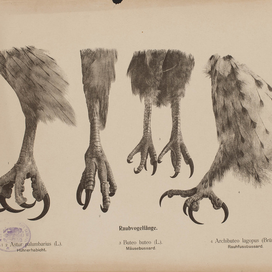 IES_CARDENALCISNEROS_AVES_LAMINAS_219