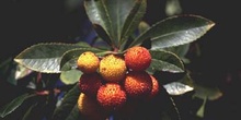 Madroño - Fruto (Arbutus unedo)