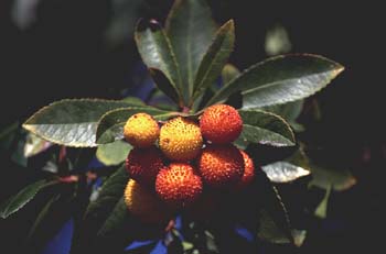 Madroño - Fruto (Arbutus unedo)