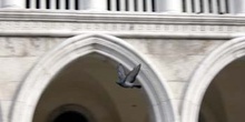 Paloma en la Plaza de San Marco, Venecia