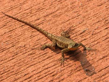 Familia de Agama, Argentina