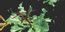 Roble albar - Hoja (Quercus petraea)