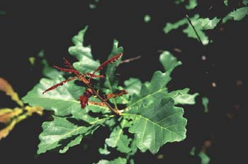 Roble albar - Hoja (Quercus petraea)