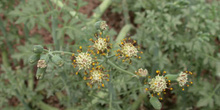 Cardo (Callisia navicularis )