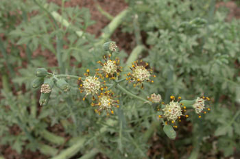 Cardo (Callisia navicularis )