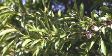 Almendro - Hoja (Prunus dulcis)