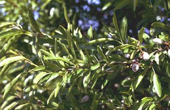 Almendro - Hoja (Prunus dulcis)