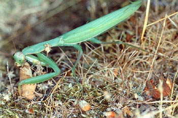 Santa Teresa (Mantis religiosa)