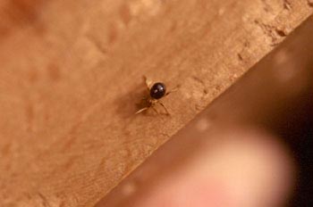 Escarabajo araña (Pitinus sp.)