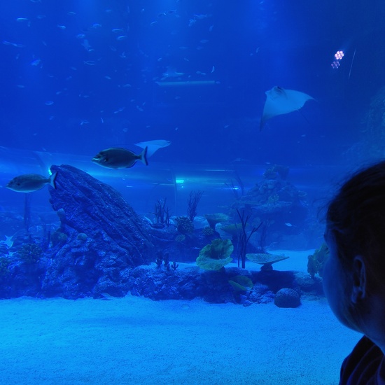 FOTOS AQUARIUM 3 23