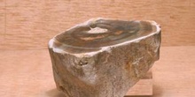 Xilópalo-Madera Fósil (Angiosperma) Cretácico