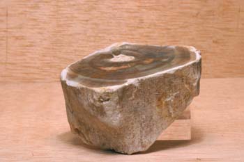 Xilópalo-Madera Fósil (Angiosperma) Cretácico