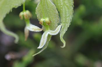 Almez - Flores (Celtis australis)