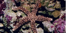 Estrella (Nardoa tuberculata)