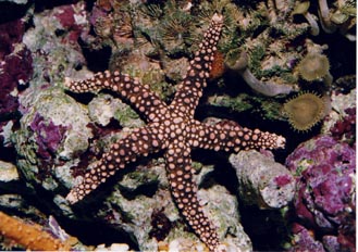 Estrella (Nardoa tuberculata)