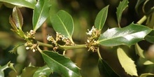 Acebo - Flor (Ilex aquifolium)