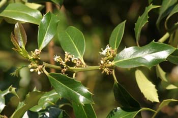 Acebo - Flor (Ilex aquifolium)