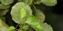 Aliso - Hoja (Alnus glutinosa)