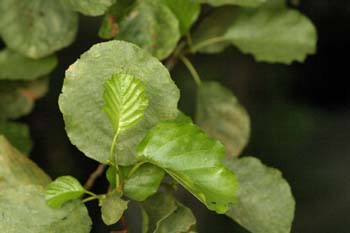 Aliso - Hoja (Alnus glutinosa)