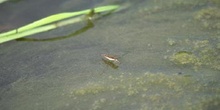 Zapatero de agua (Gerris lacustris)