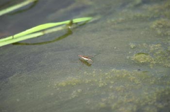 Zapatero de agua (Gerris lacustris)