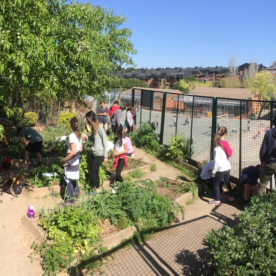 2019_05_El huerto del cole no para...CEIP FDLR_Las Rozas 5